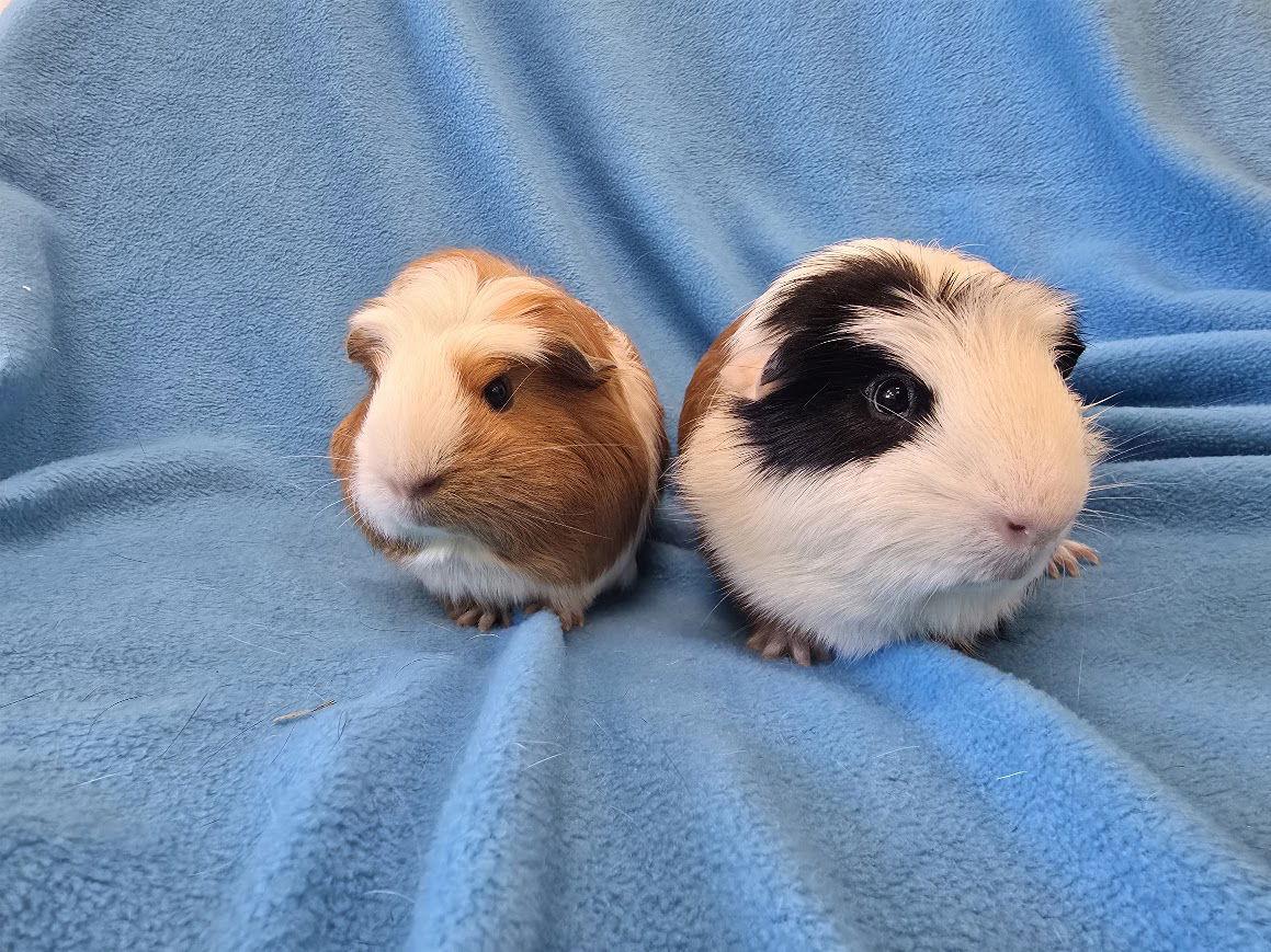 Bugsby & Mai, a Adoptable Guinea Pig in Baton Rouge, LA image 1/3
