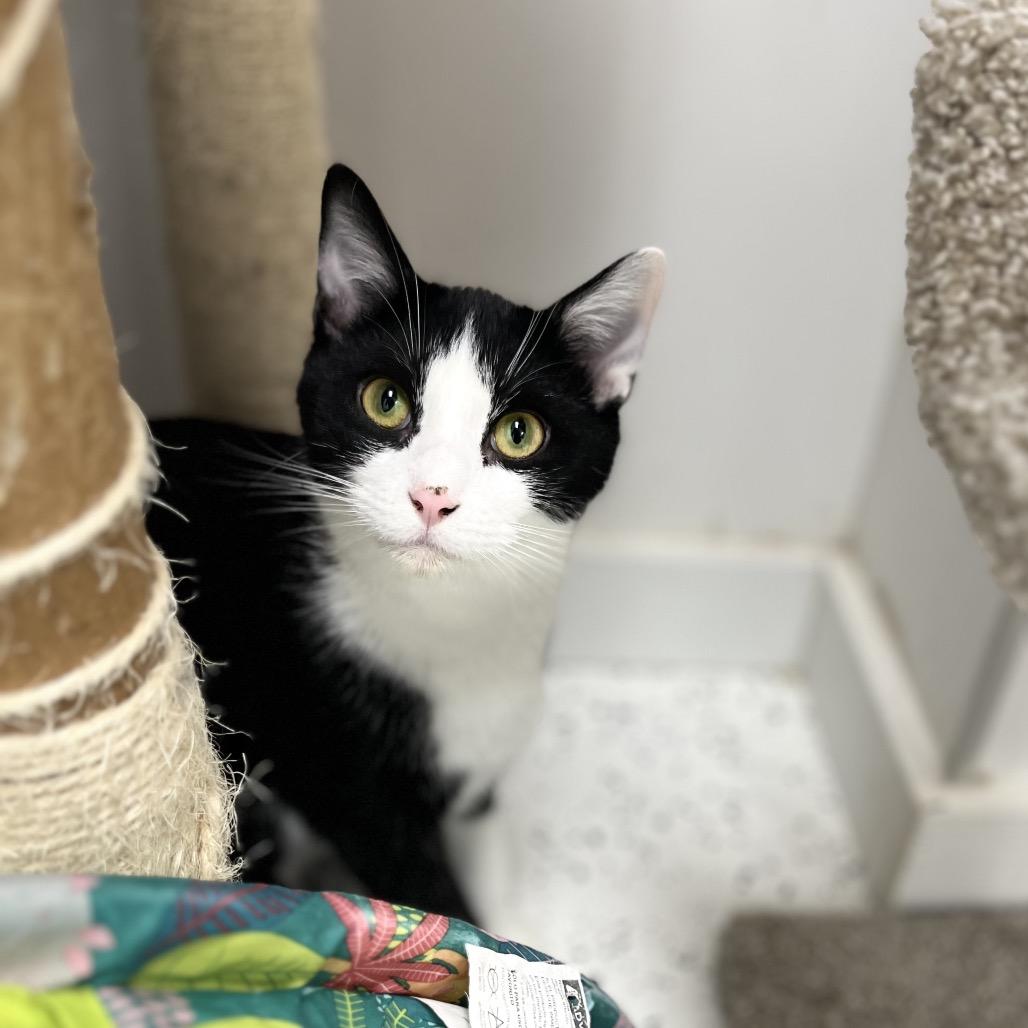 Moo&Lucy, Adoptable, Young Male Domestic Short Hair.