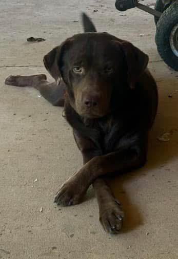 Chip, Adoptable, Adult Male Chocolate Labrador Retriever.
