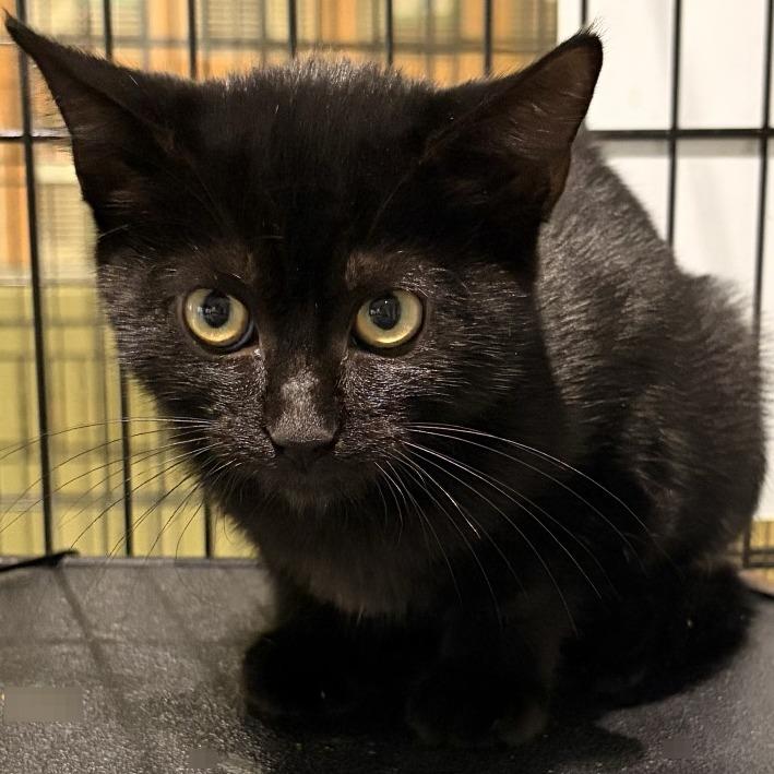 Enlarge Fern, a Adoptable Domestic Short Hair in Jacksonville, FL image 1/1
