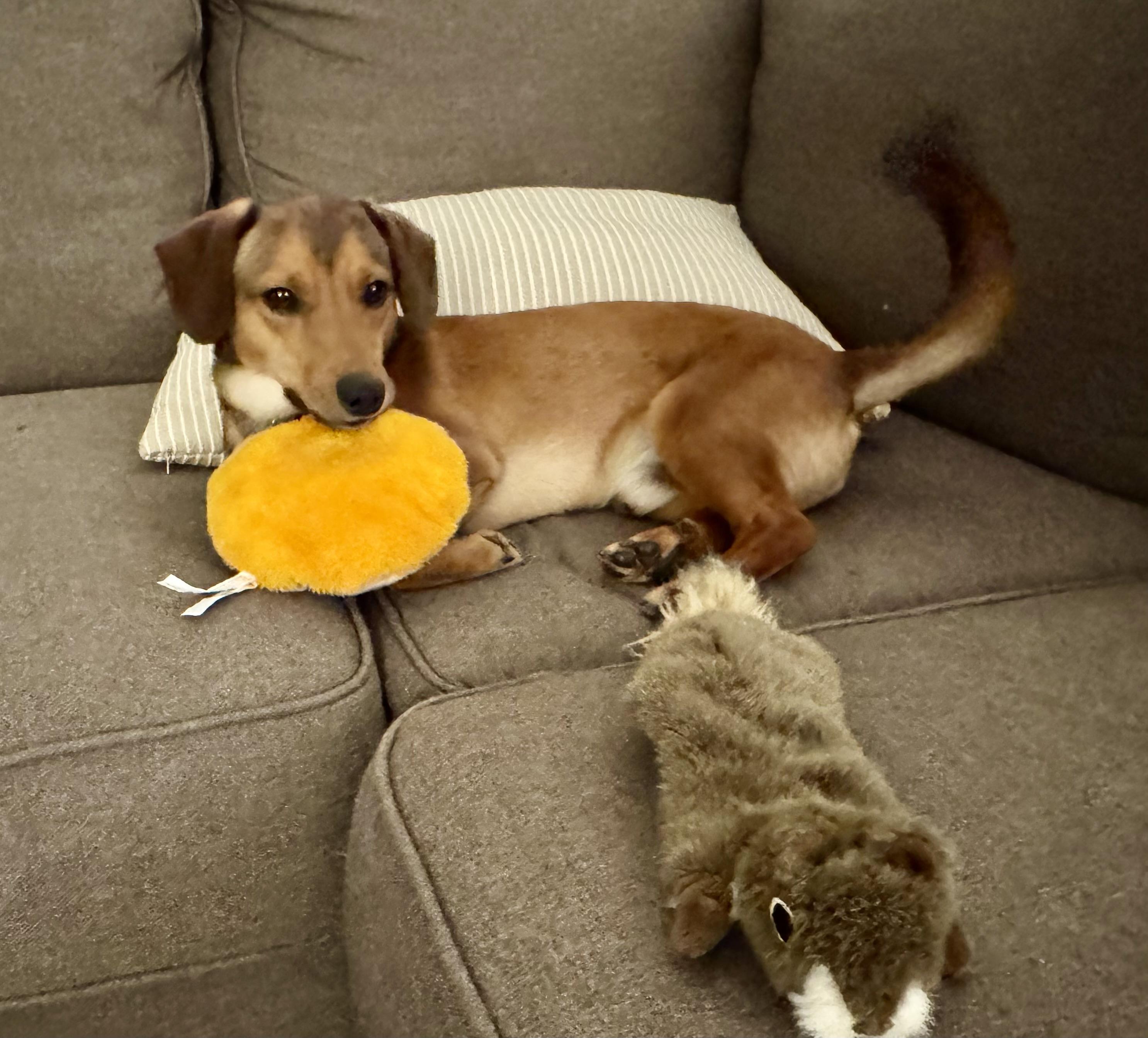 Enlarge Bentley, a Adopted mixed breed in Leesburg, VA image 2/6