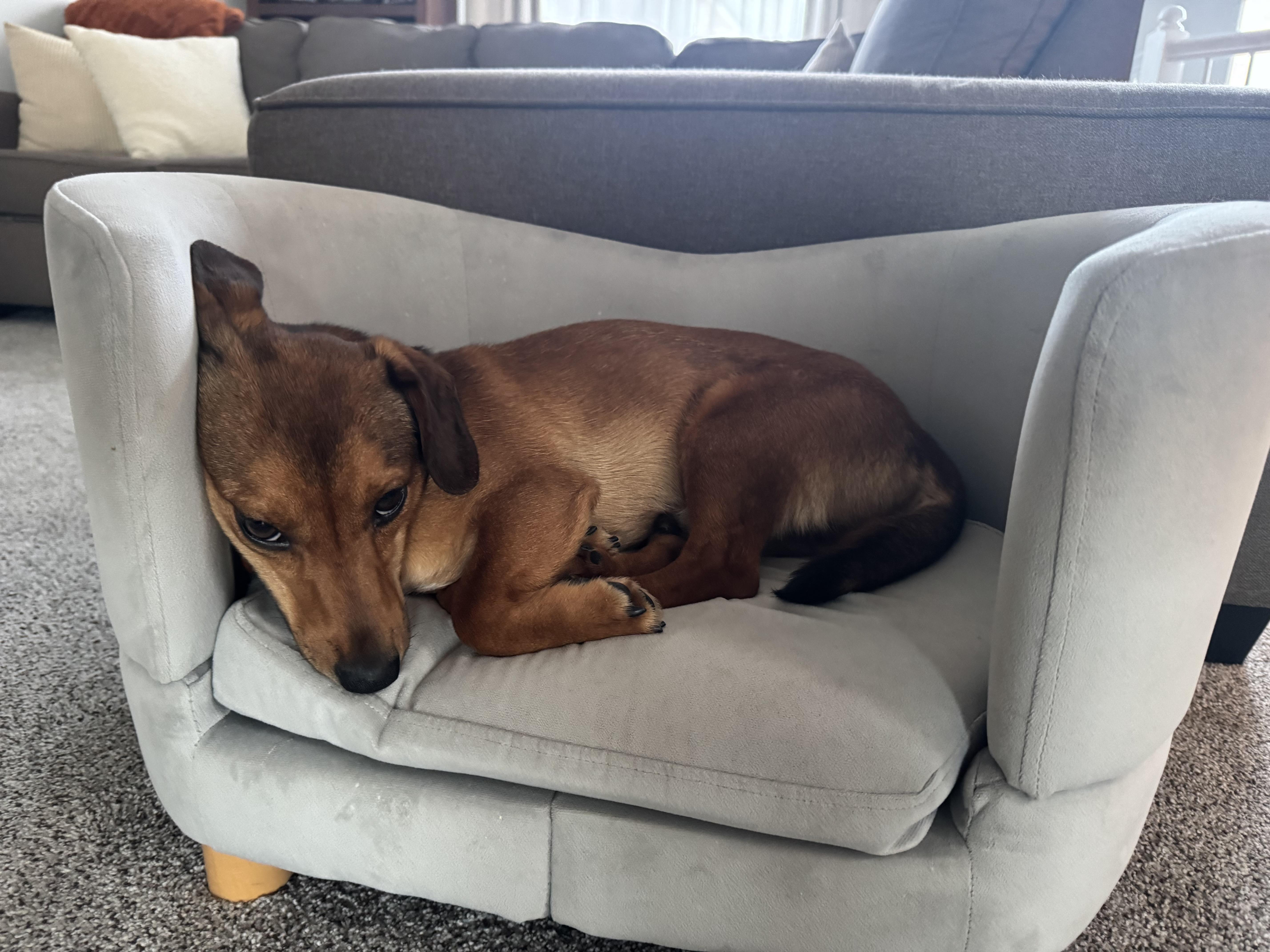 Enlarge Bentley, a Adopted mixed breed in Leesburg, VA image 4/6