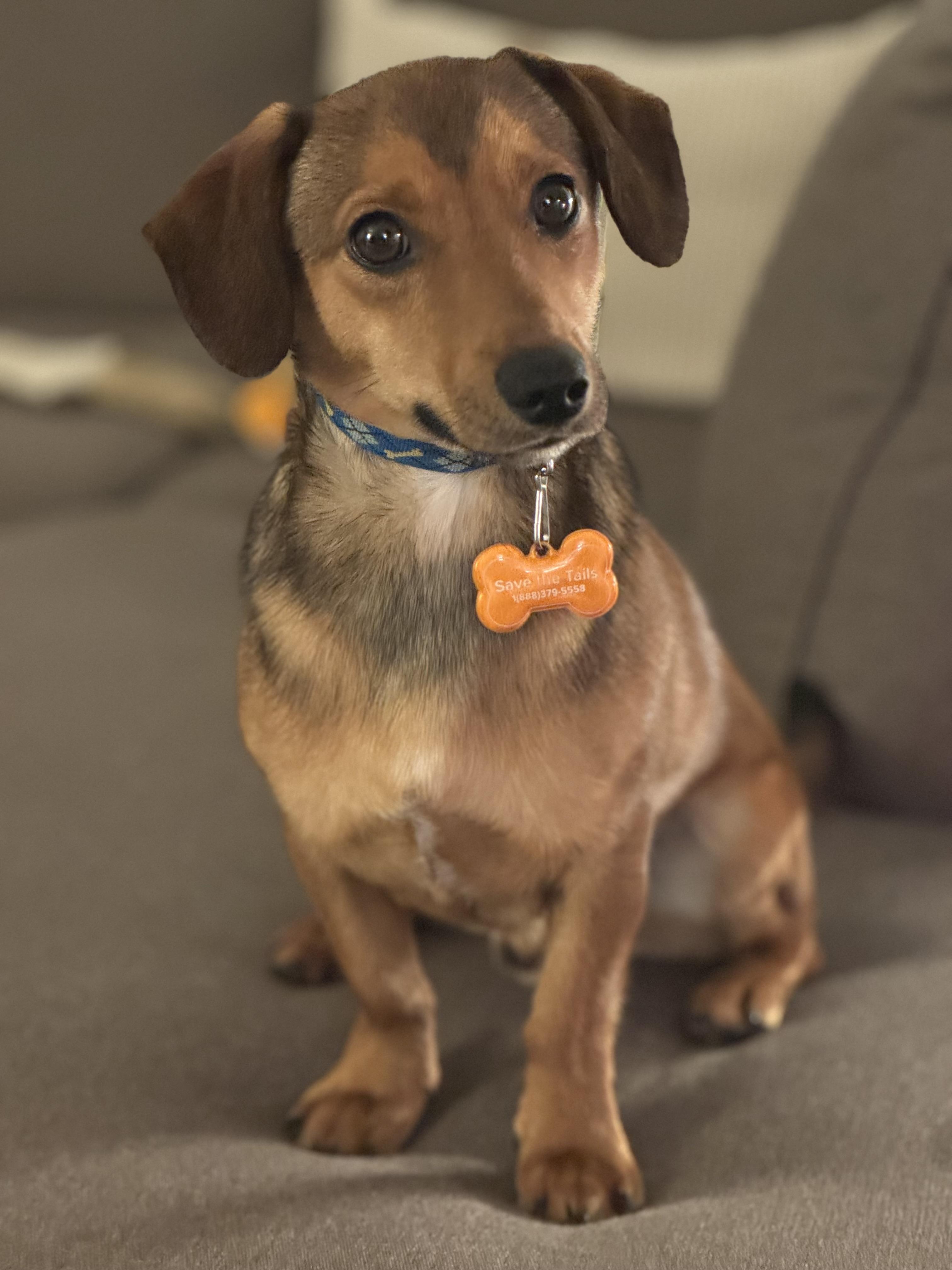 Enlarge Bentley, a Adopted mixed breed in Leesburg, VA image 1/6