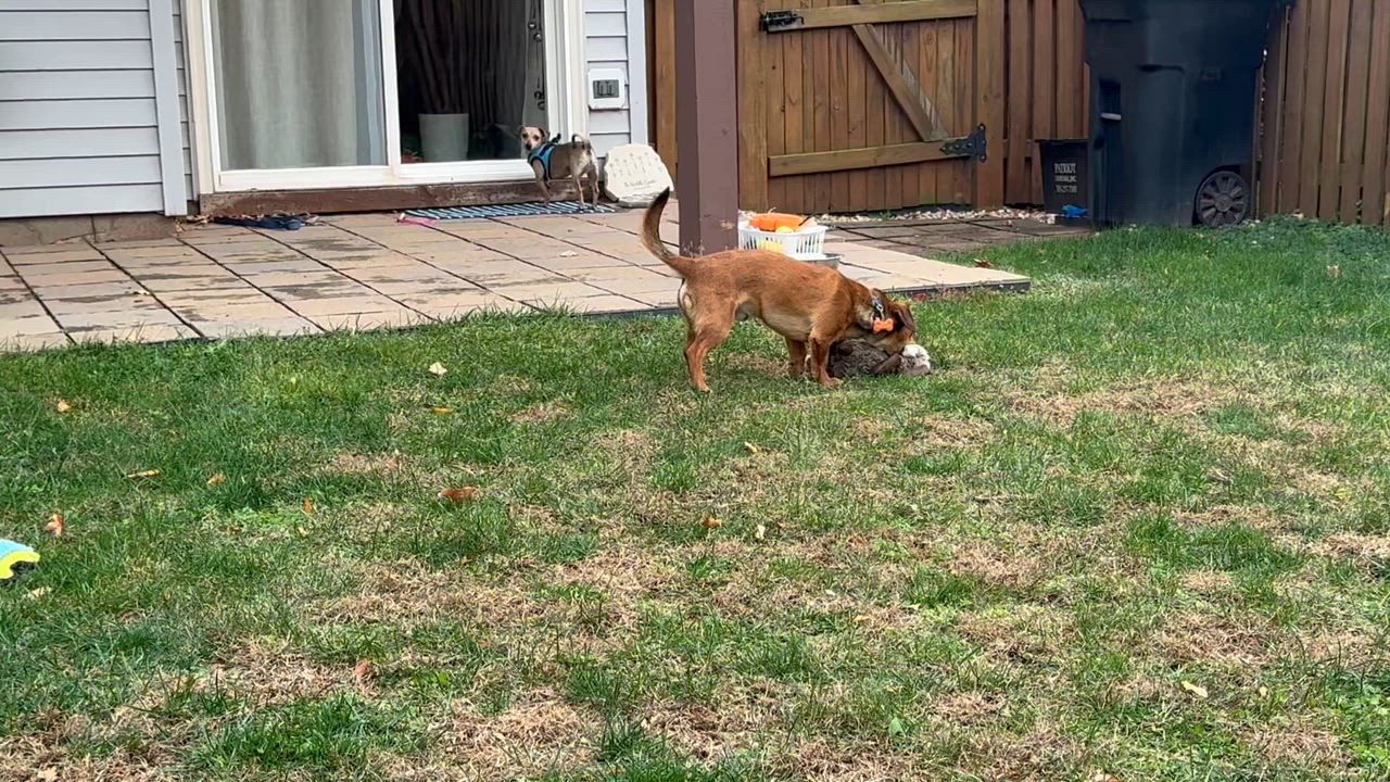 Enlarge Bentley, a Adopted mixed breed in Leesburg, VA video 5/6