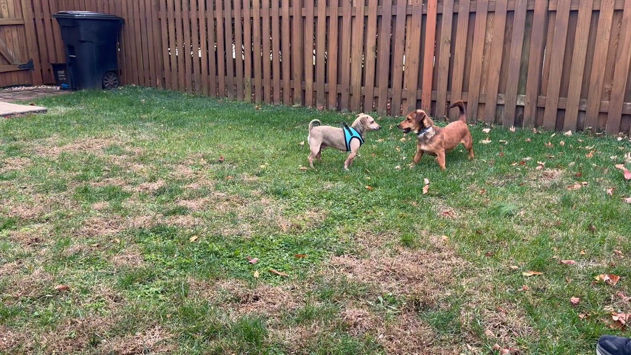 Enlarge Bentley, a Adopted mixed breed in Leesburg, VA video 6/6