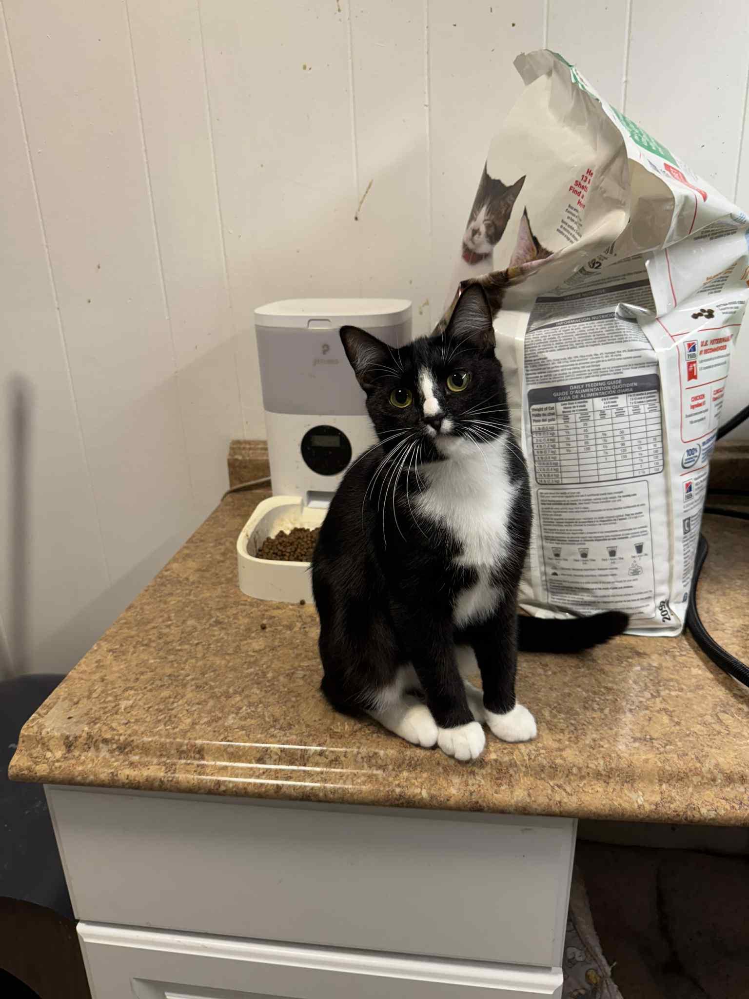 Gemni - AUGUST ADOPTION SPECIAL