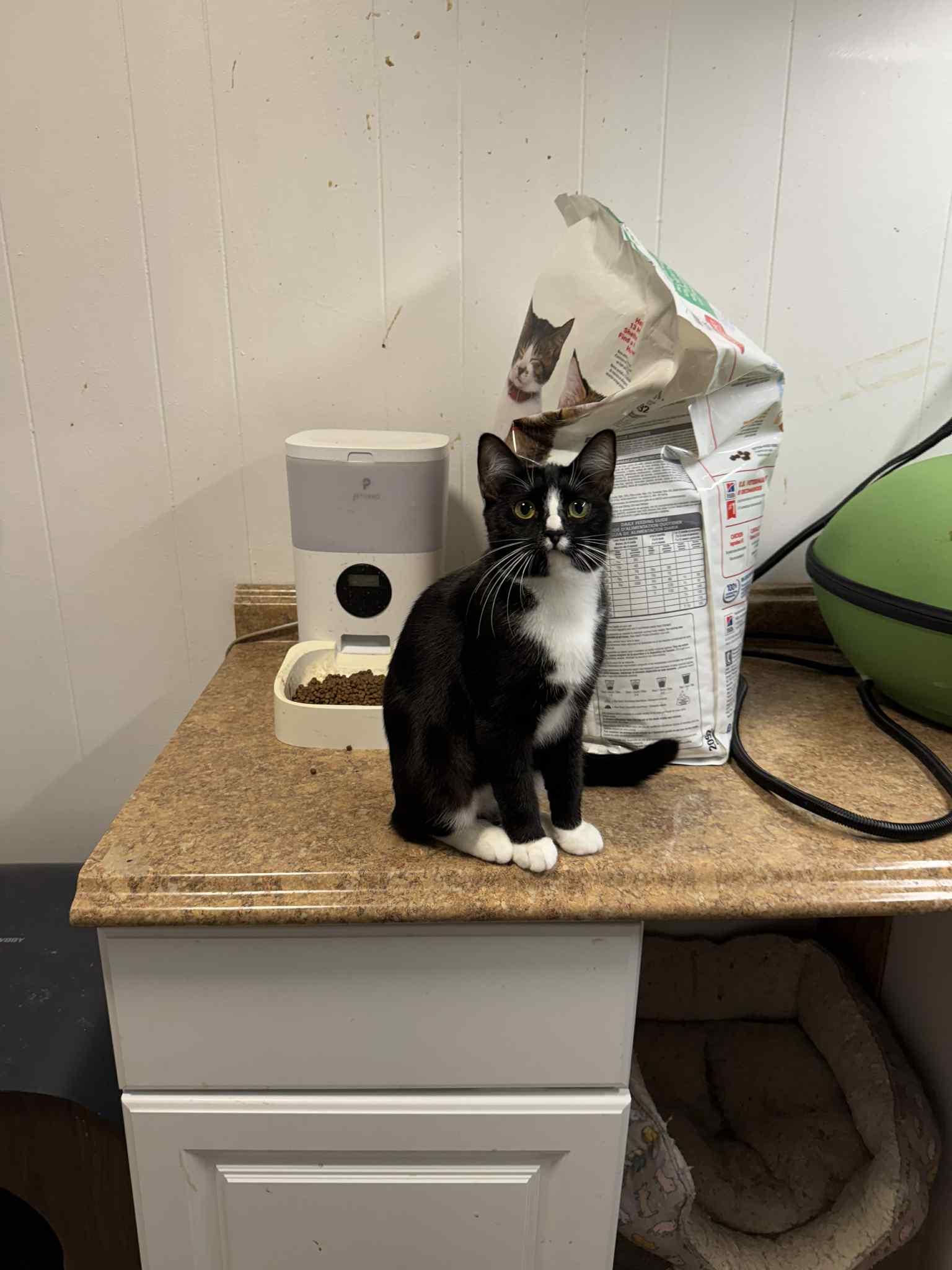 Gemni - AUGUST ADOPTION SPECIAL