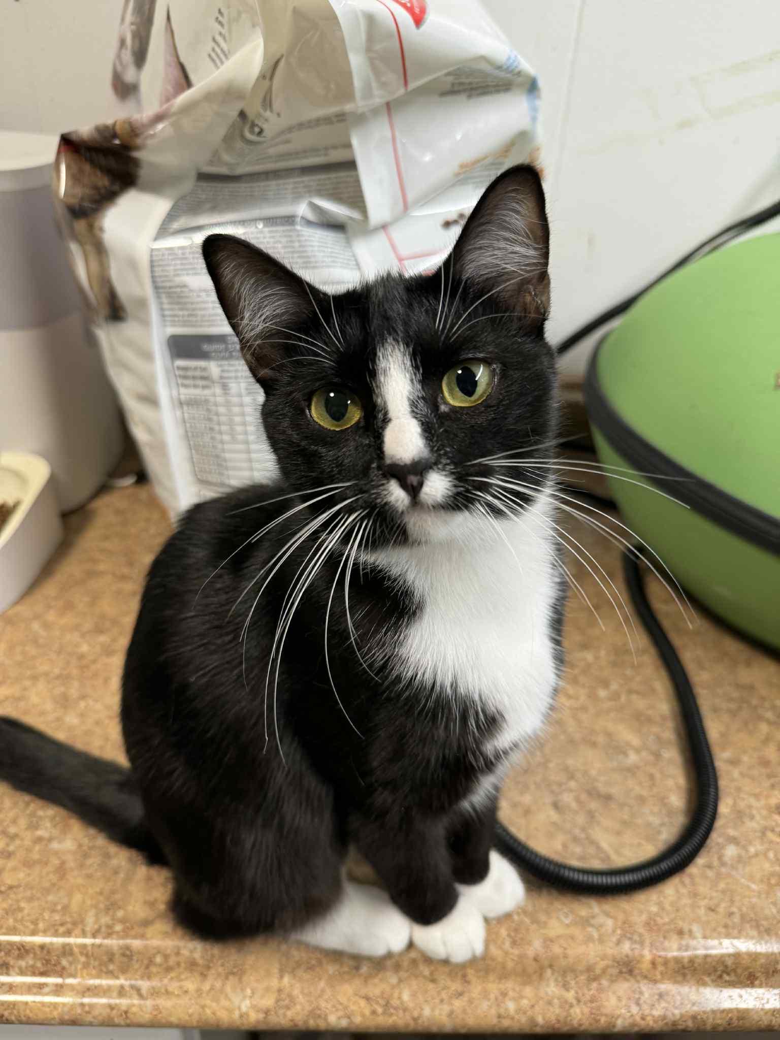 Gemni - AUGUST ADOPTION SPECIAL
