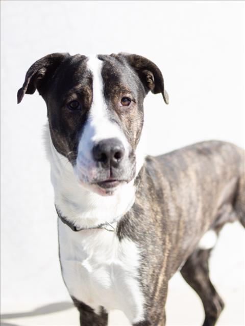 Enlarge OBSIDIAN, a Adoptable Pit Bull Terrier in Tracy, CA image 1/1