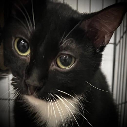 Laken, Adoptable, Adult Female Domestic Short Hair.