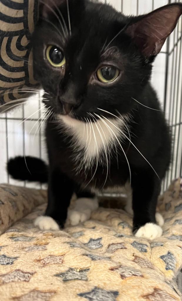 Laken, Adoptable, Adult Female Domestic Short Hair.