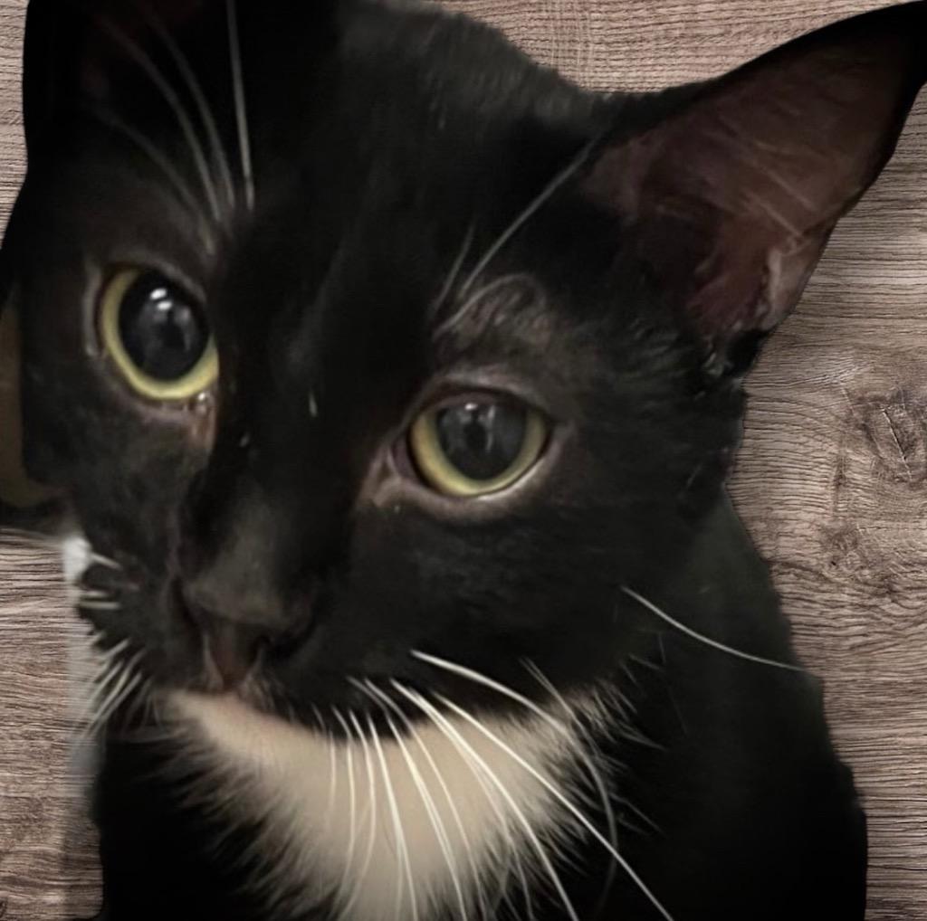 Laken, a Adoptable mixed breed in Pittsfield, IL image 4/4