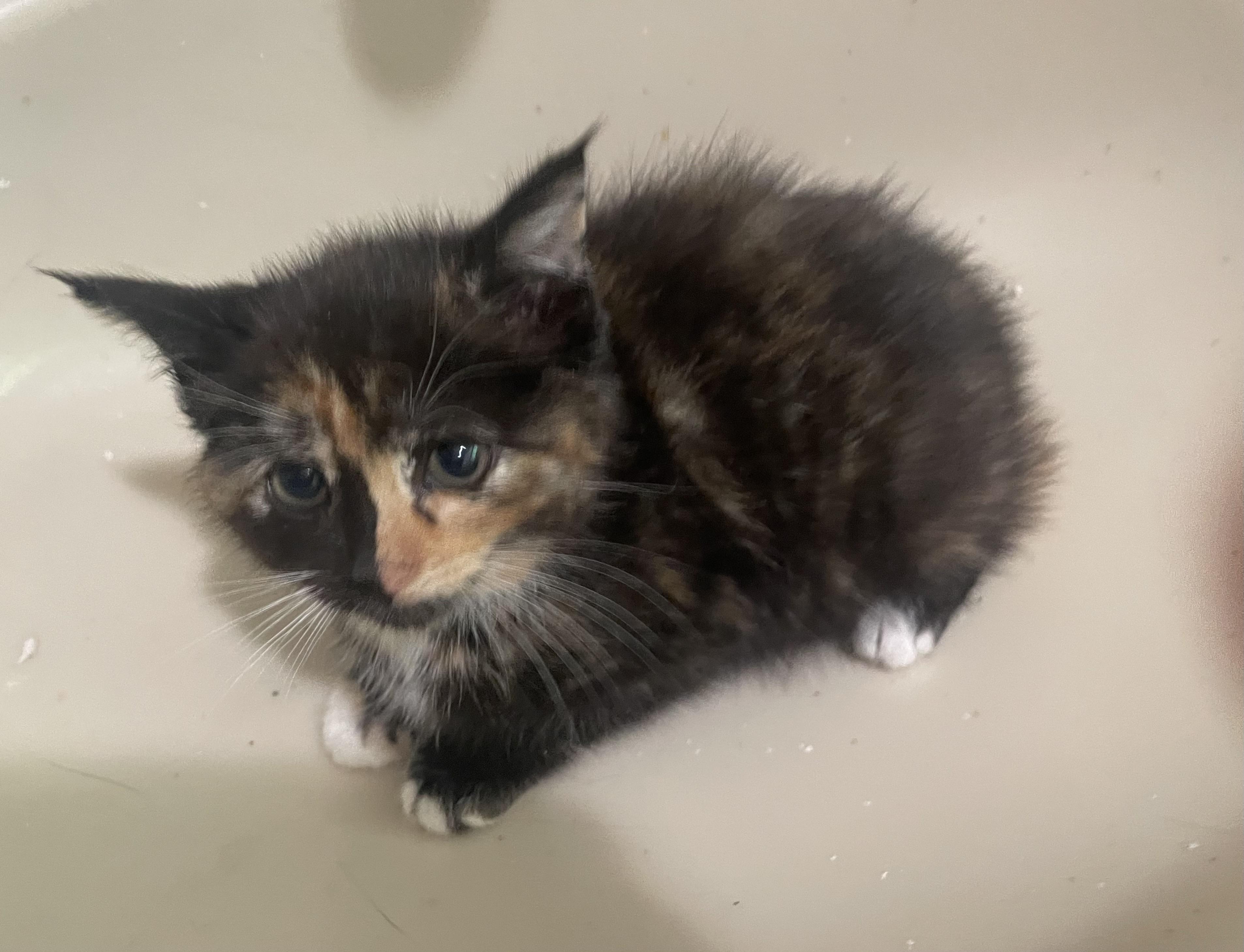Carrie, adopted, Kitten Female Domestic Medium Hair.