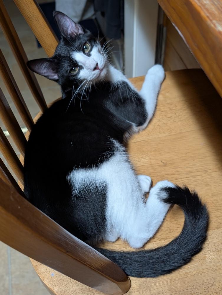 Enlarge Scooter, a Adoptable Domestic Short Hair in Oakdale, CA image 1/5