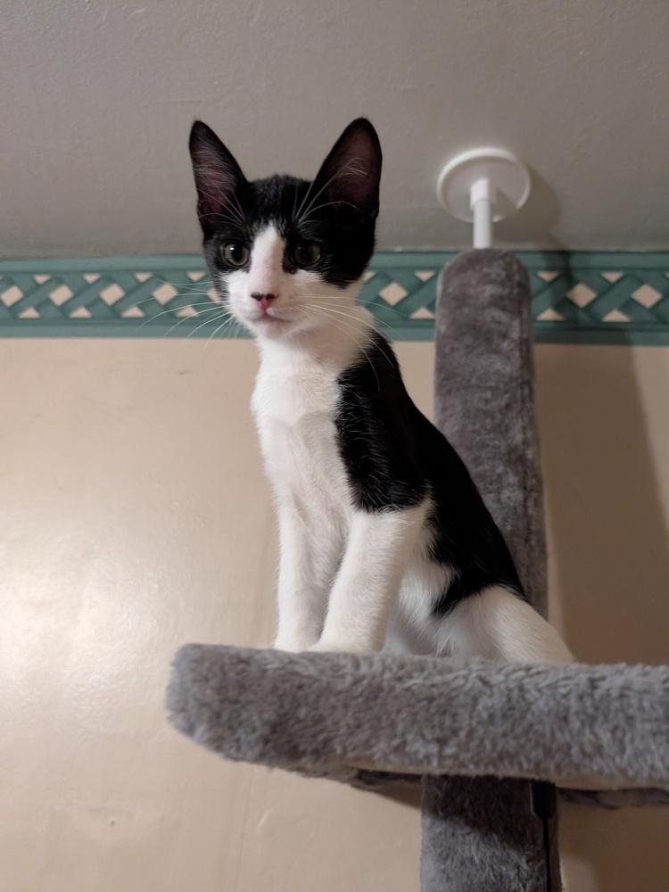 Scooter, Adoptable, Kitten Male Domestic Short Hair.