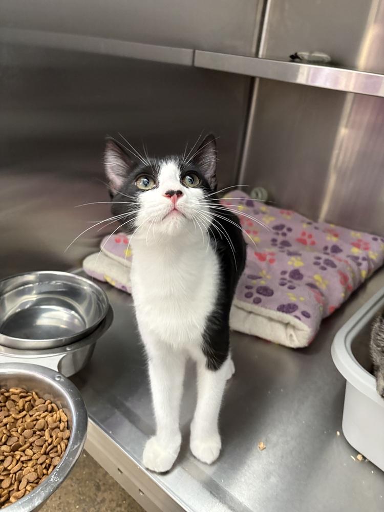 Enlarge Scooter, a Adoptable Domestic Short Hair in Oakdale, CA image 3/5