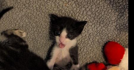 Scooter, a Adoptable Domestic Short Hair in Oakdale, CA image 3/4