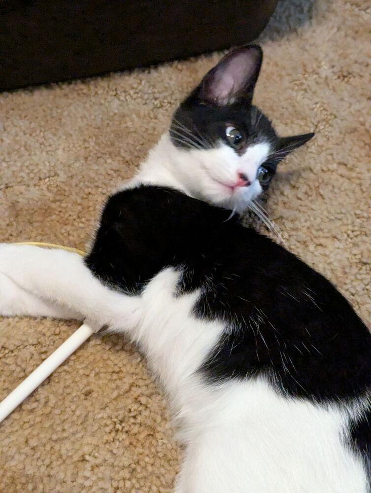 Scooter, a Adoptable Domestic Short Hair in Oakdale, CA image 4/4
