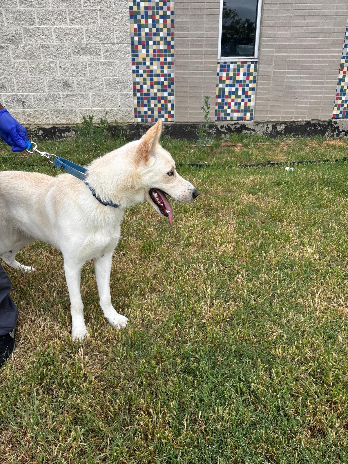Enlarge Bolt, an adopted mixed breed in Pilot Point, TX image 5/6