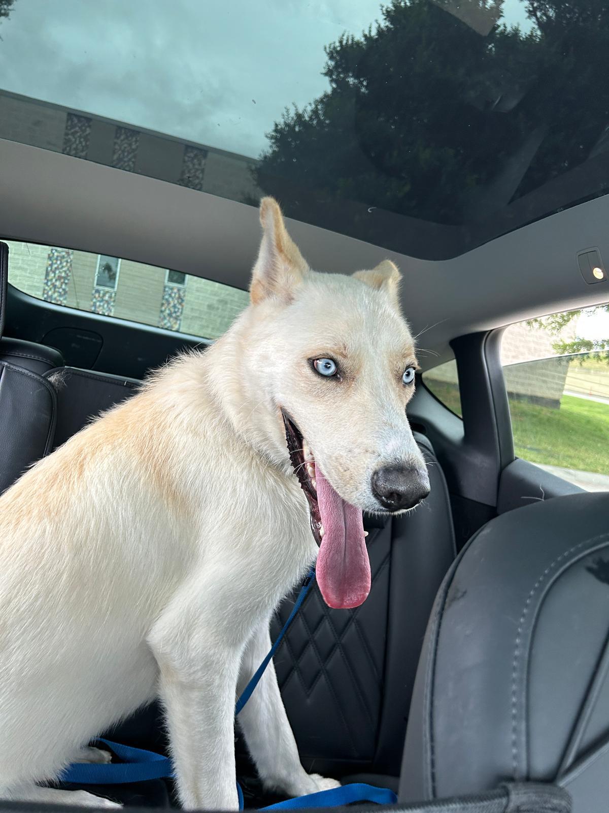 Enlarge Bolt, an adopted mixed breed in Pilot Point, TX image 1/6