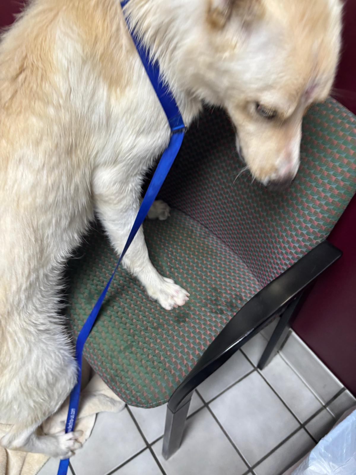Enlarge Bolt, an adopted mixed breed in Pilot Point, TX image 4/6