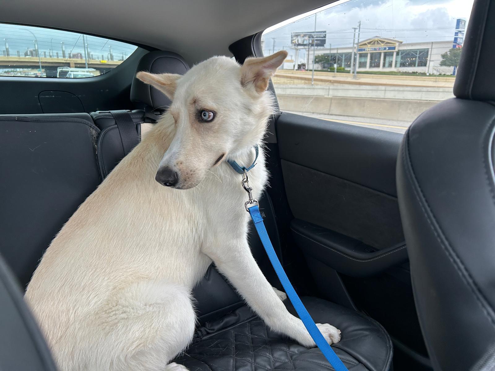 Enlarge Bolt, an adopted mixed breed in Pilot Point, TX image 2/6