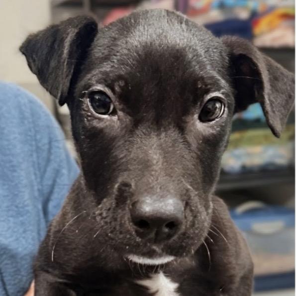 Julio, a Adoptable mixed breed in Griswold, CT image 1/6