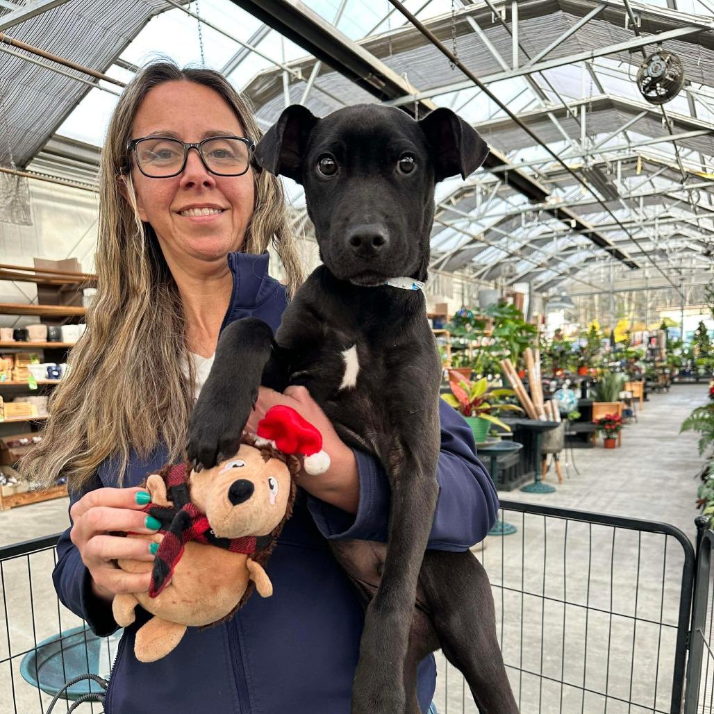 Julio, Adoptable, Puppy Male Labrador Retriever & Pit Bull Terrier.