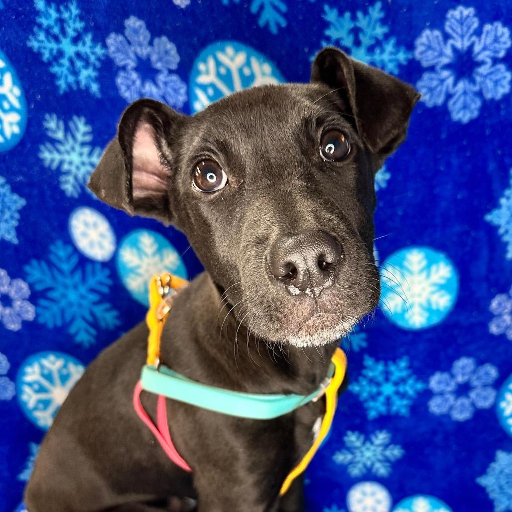 Julio, Adoptable, Puppy Male Labrador Retriever & Pit Bull Terrier.