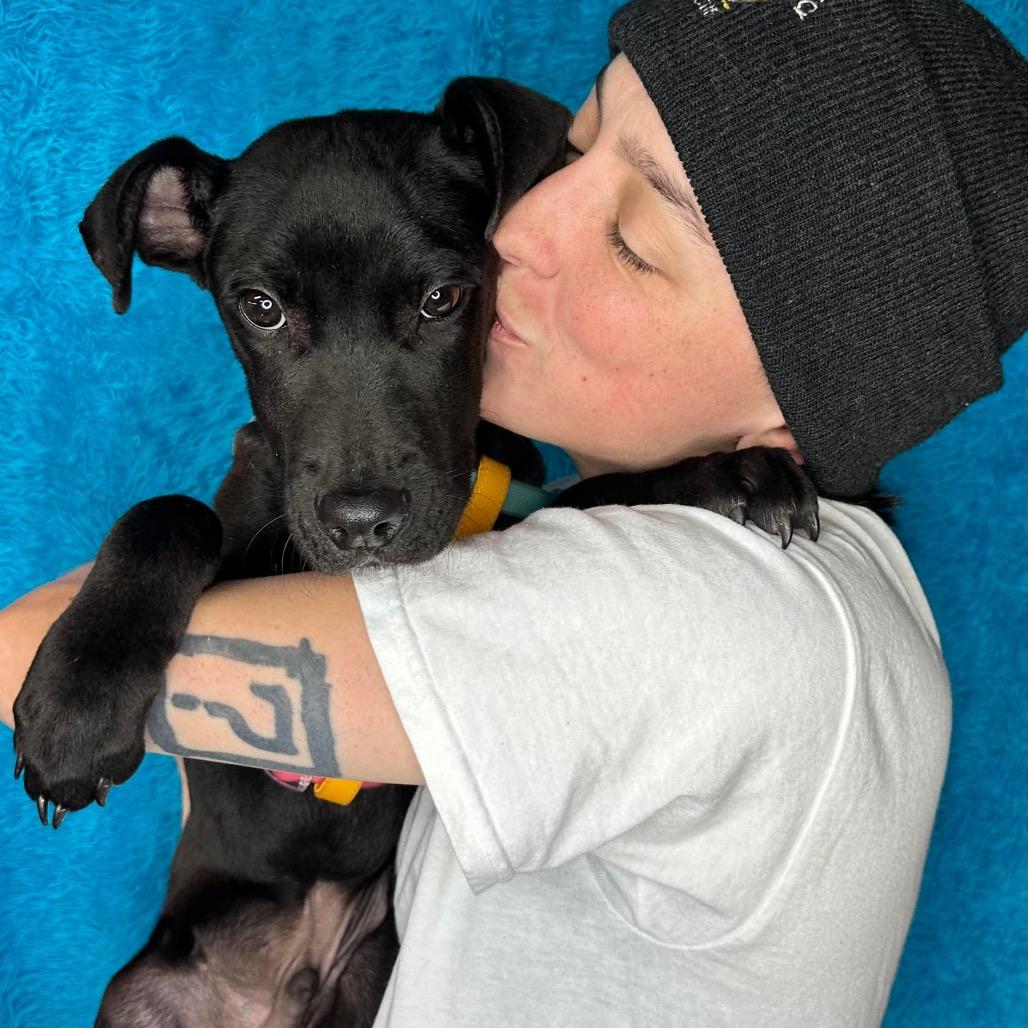 Julio, a Adoptable mixed breed in Griswold, CT image 2/6