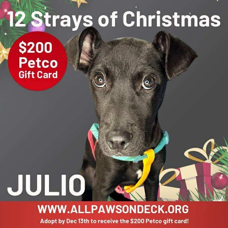 Julio, a Adoptable mixed breed in Griswold, CT image 4/6