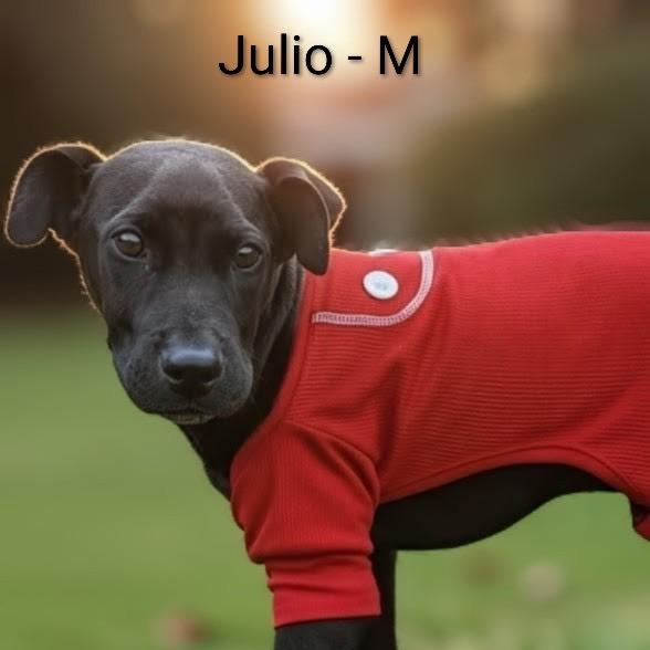 Julio, a Adoptable mixed breed in Griswold, CT image 5/6