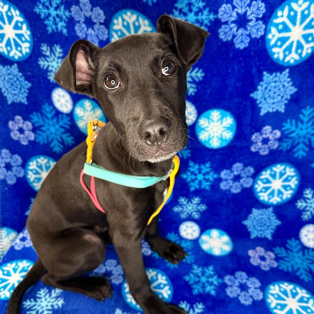 Julio, a Adoptable mixed breed in Griswold, CT image 6/6