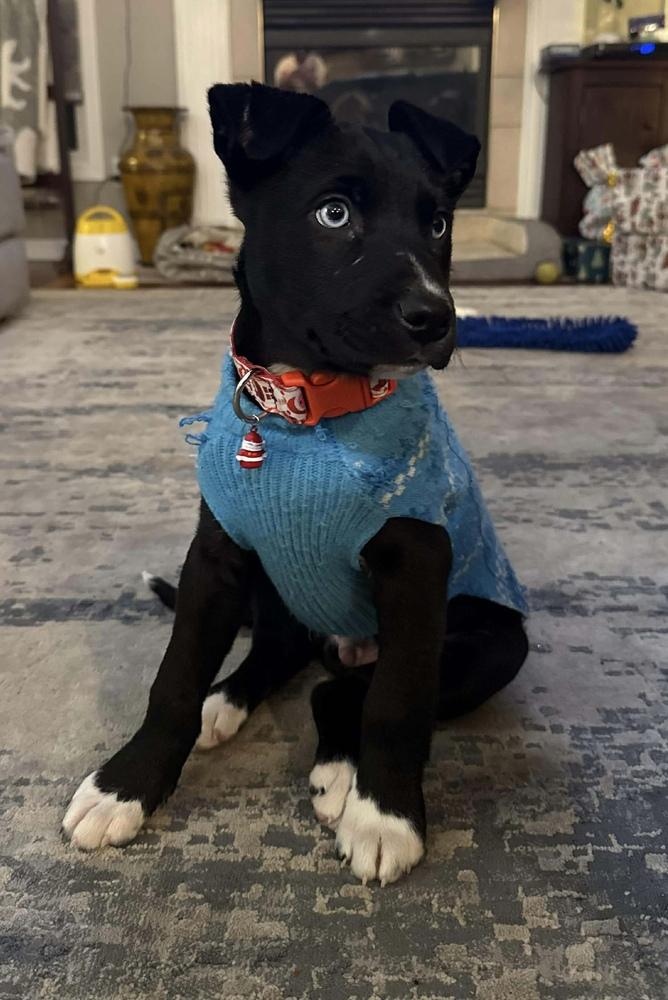 Enlarge Hashbrown, a Adoptable mixed breed in Alden, NY image 1/3