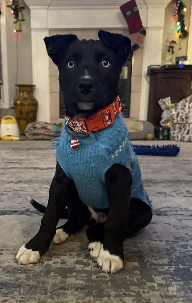 Enlarge Hashbrown, a Adoptable mixed breed in Alden, NY image 2/3