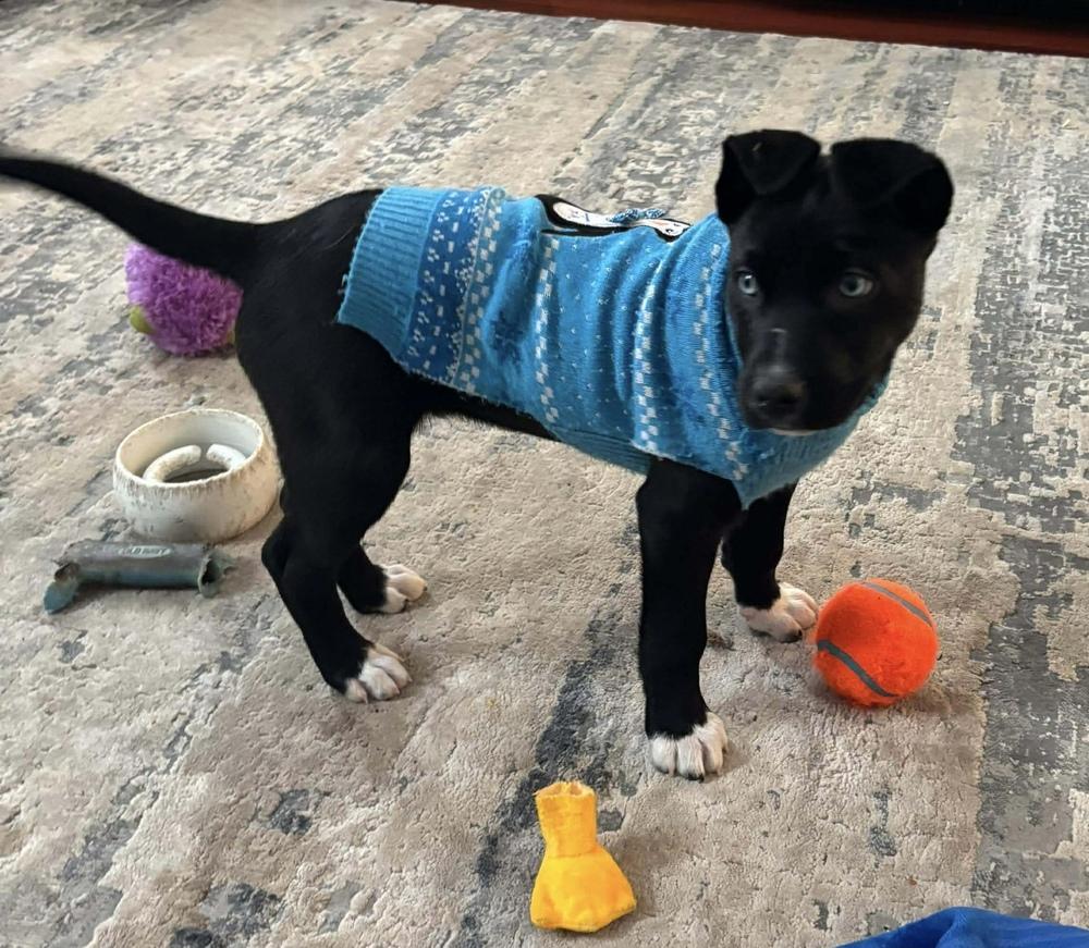 Enlarge Hashbrown, a Adoptable mixed breed in Alden, NY image 3/3