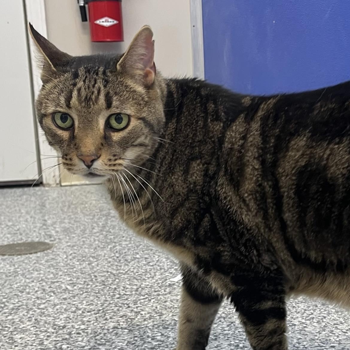 Charlie, adoptable, Senior Male Domestic Short Hair.