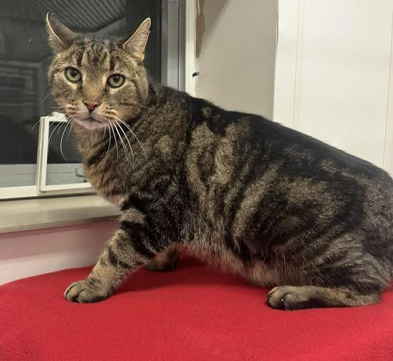 Charlie, adoptable, Senior Male Domestic Short Hair.