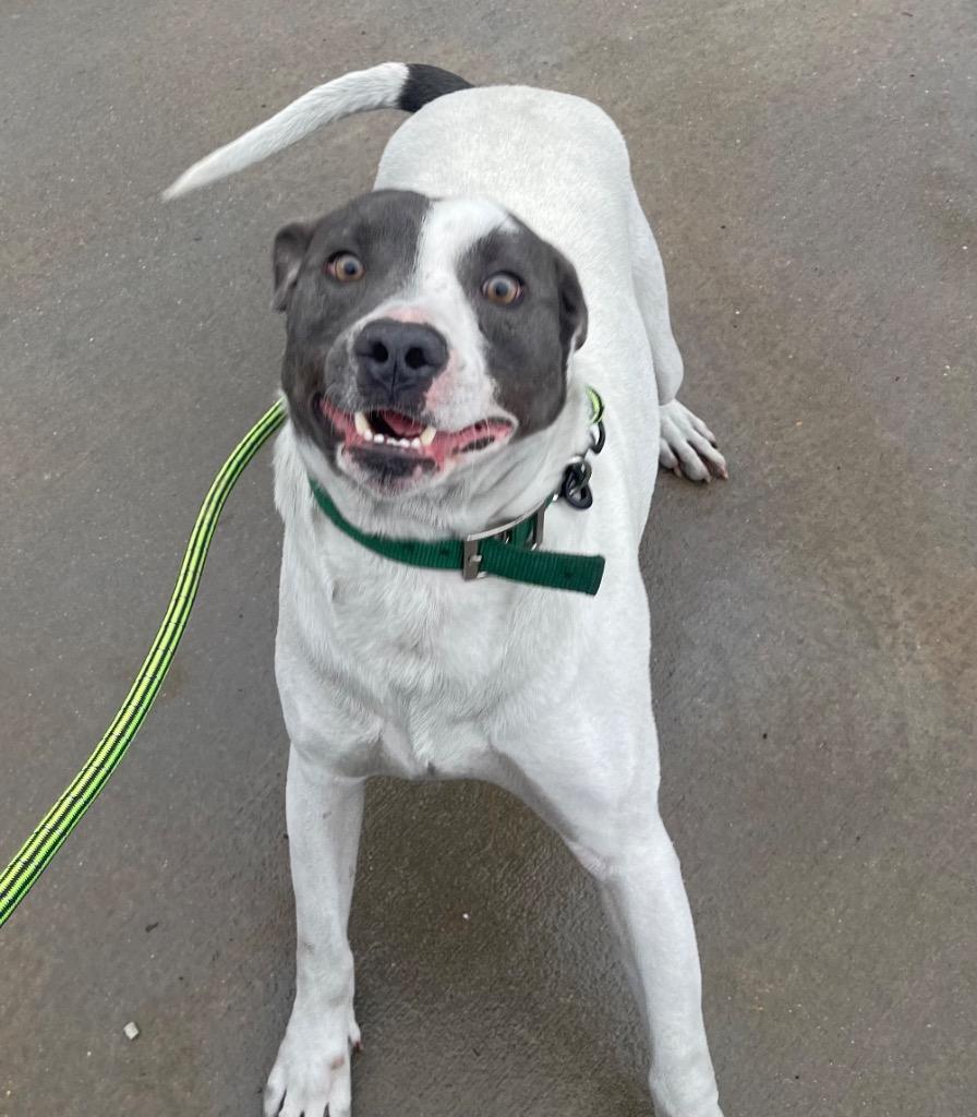 Baxter, Adoptable, Adult Male Pointer & Bull Terrier.