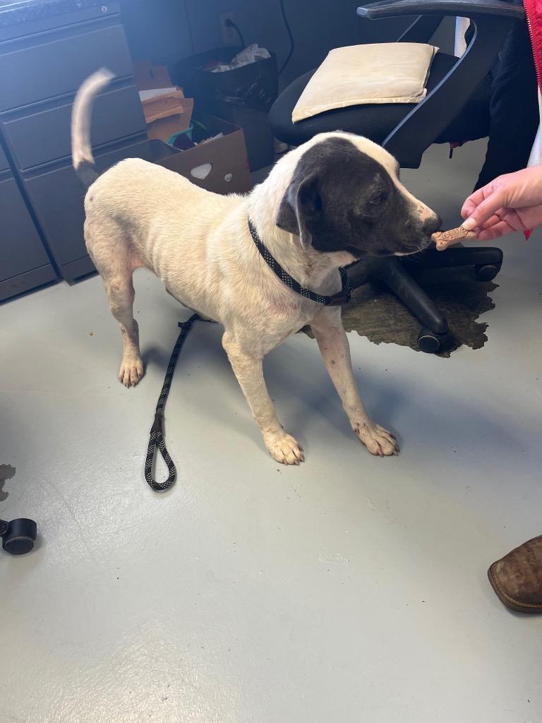 Enlarge Baxter, a Adoptable mixed breed in Greenwood, MS image 2/4