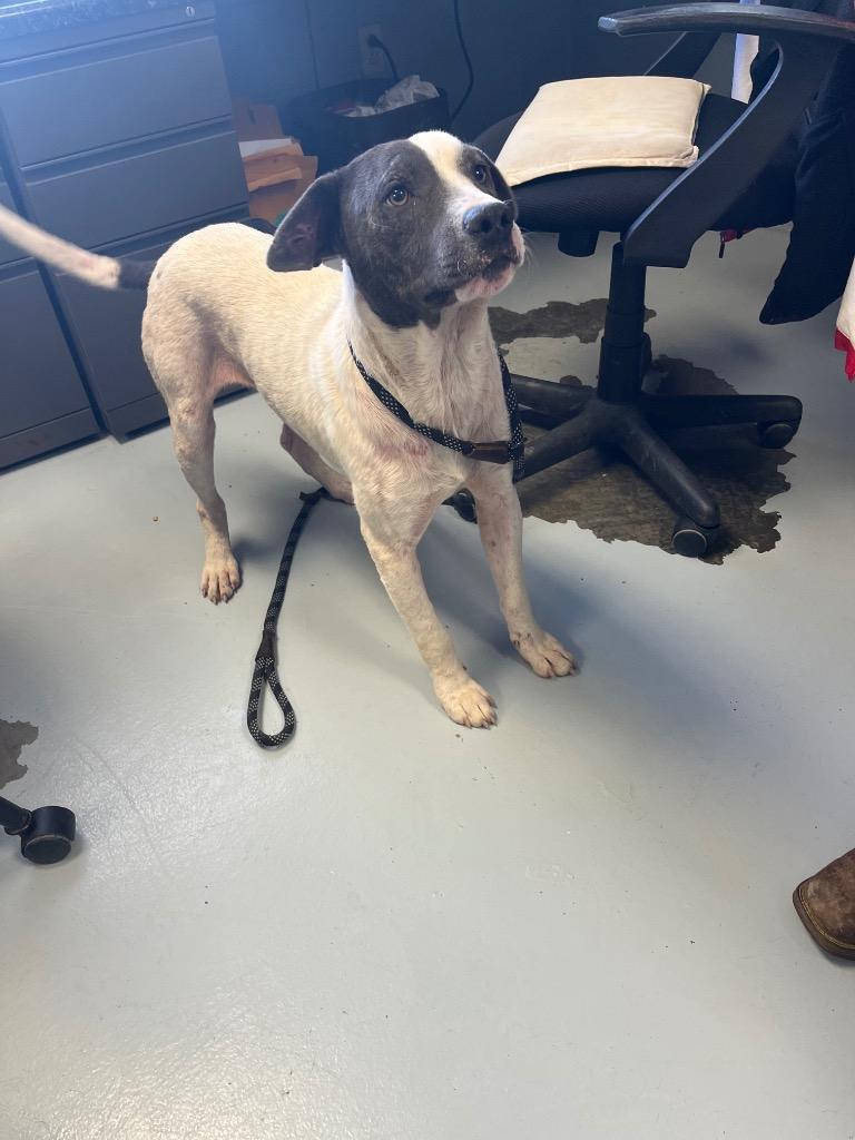 Enlarge Baxter, a Adoptable mixed breed in Greenwood, MS image 4/4