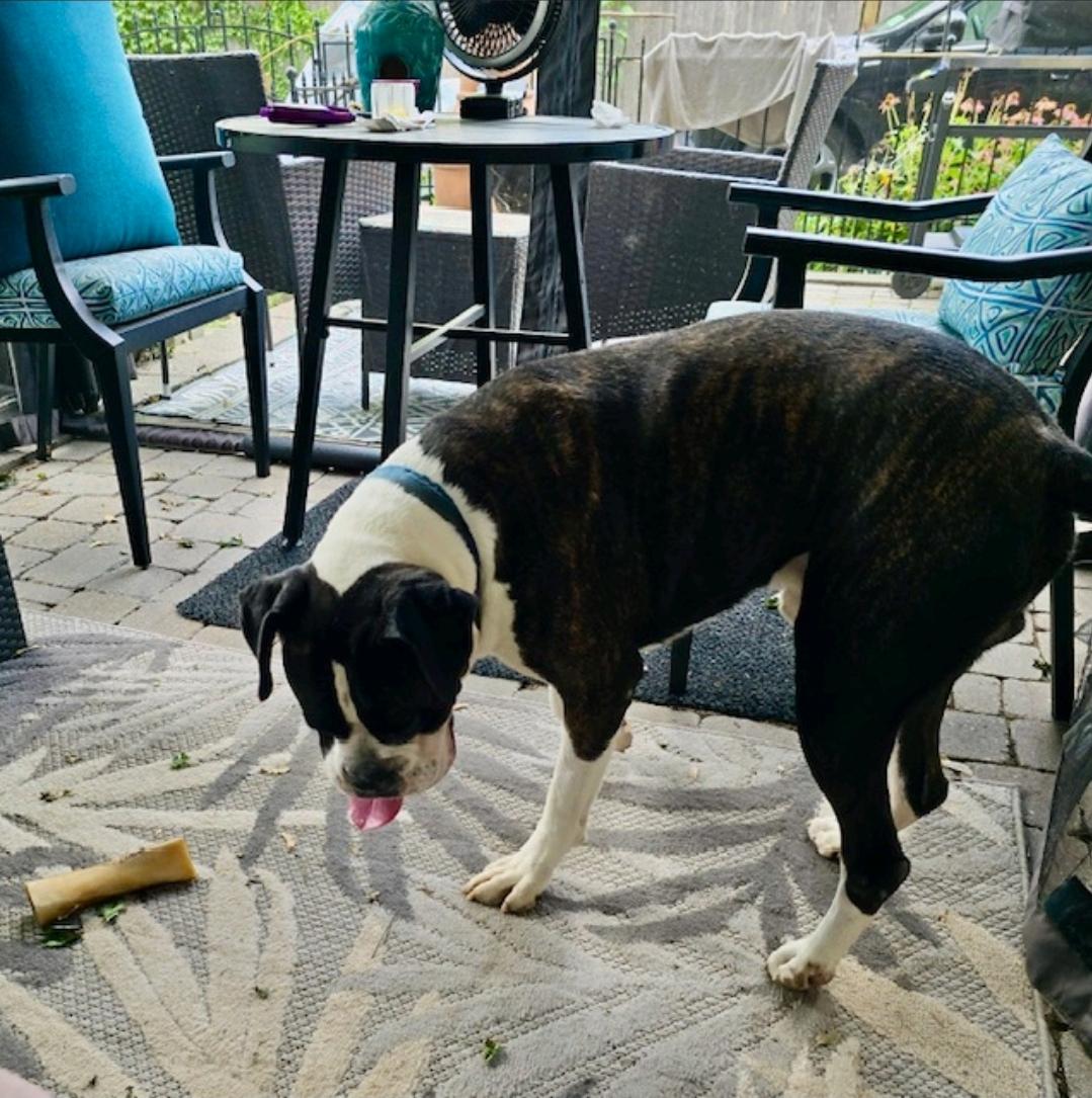 Enlarge Zeus-boxer, a Adopted Boxer in Hamburg, NY image 2/6