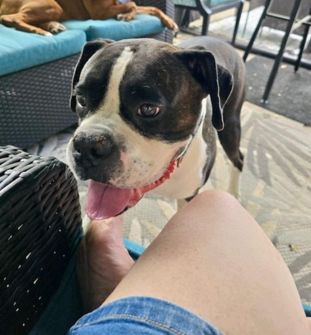 Enlarge Zeus-boxer, a Adopted Boxer in Hamburg, NY image 4/6