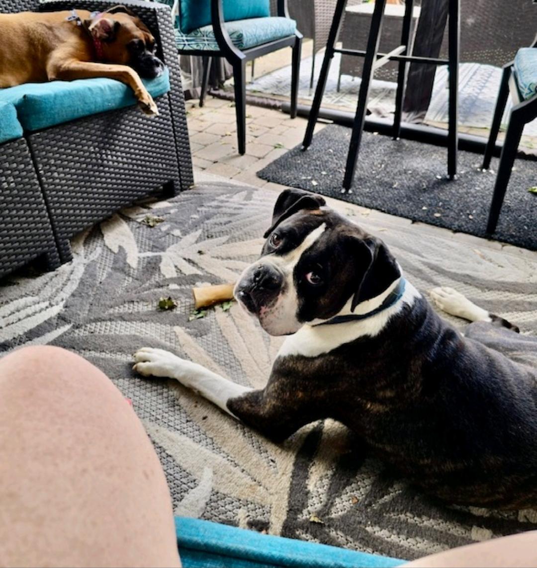 Enlarge Zeus-boxer, a Adopted Boxer in Hamburg, NY image 3/6