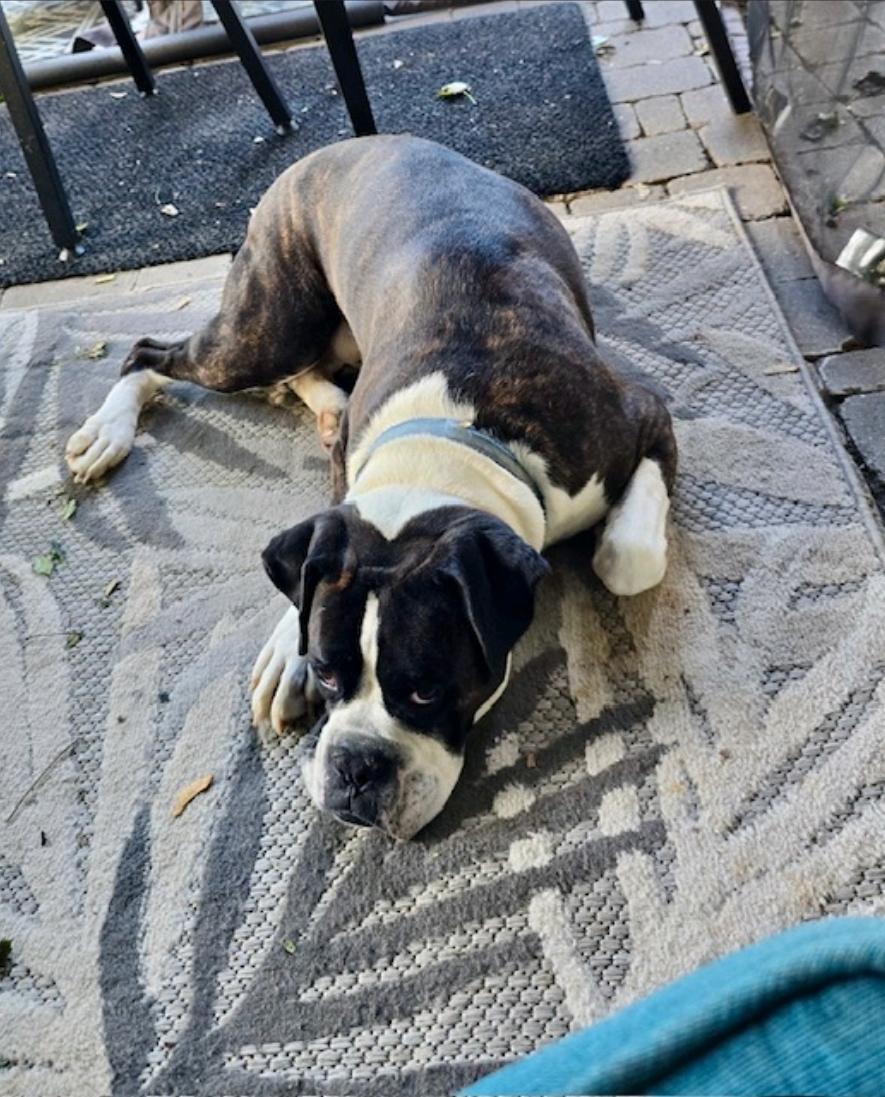 Enlarge Zeus-boxer, a Adopted Boxer in Hamburg, NY image 5/6