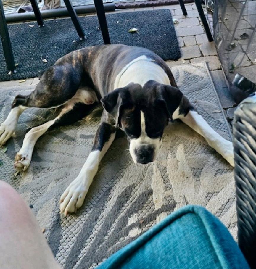 Enlarge Zeus-boxer, a Adopted Boxer in Hamburg, NY image 6/6