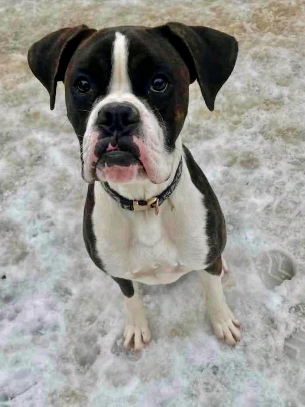 Zeus-boxer, Adopted, Young Male Boxer.