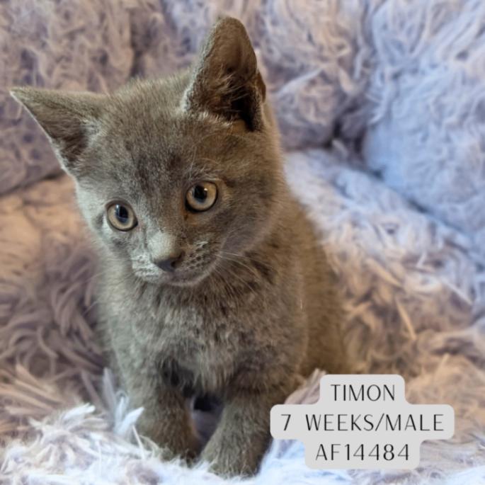 Timon, Adoptable, Young Male Domestic Short Hair.