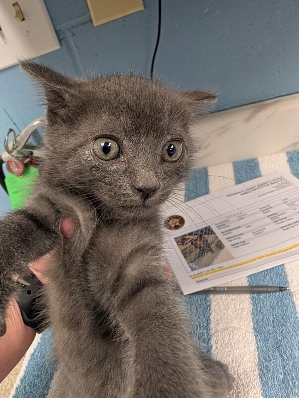 Enlarge Timon, a Adoptable Domestic Short Hair in Supply, NC image 2/2