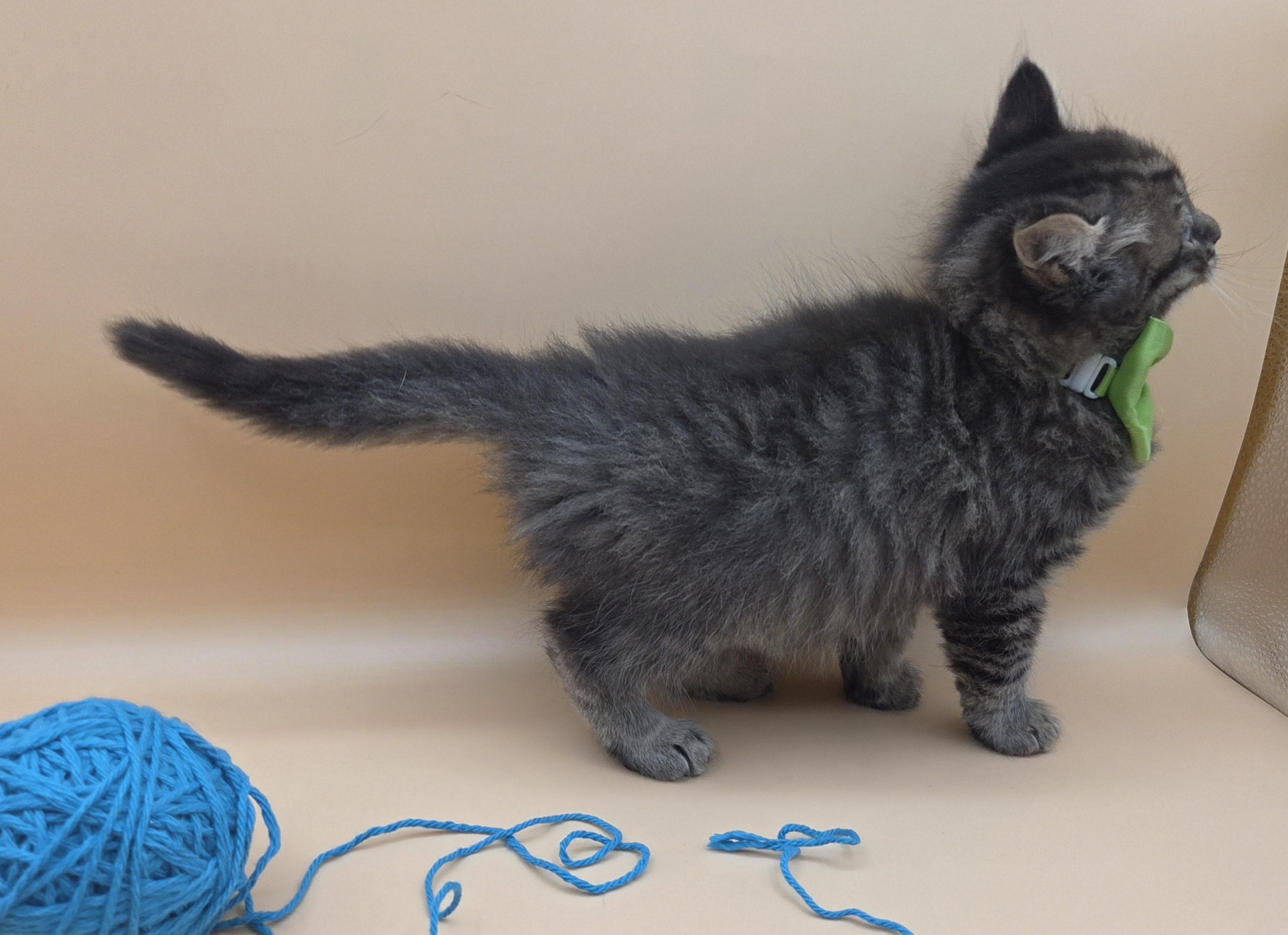 Spud, an adopted mixed breed in Mt laurel Township, NJ image 3/6